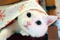 cocco045