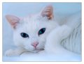 cocco_in_bianco