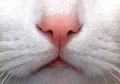 cocco_particolare