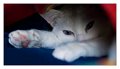 cocco_sotto_coperte
