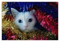 natale08