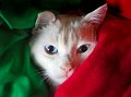 tricolore_n