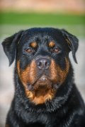 BRU_10280