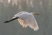 airone_bianco14
