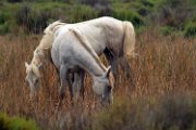 cavalli_camargue03