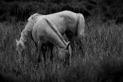 cavalli_camargue03bn