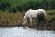 cavalli_camargue08