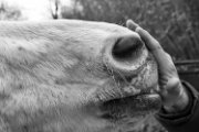 cavallo_mano_michele