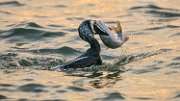 cormorano-preda21-06