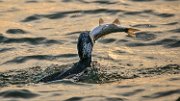 cormorano-preda21-10