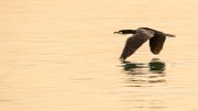 cormorano01