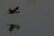 cormorano01_2