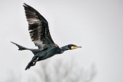 cormorano06