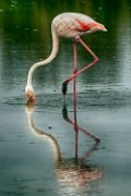fenicotteri-camargue01