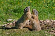 marmotte006