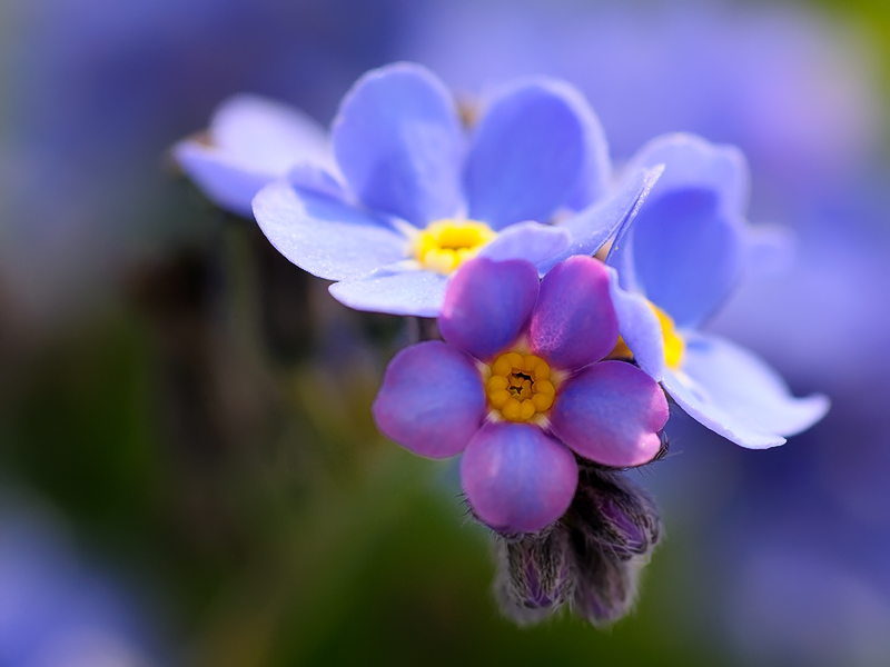 DSC_0724a.jpg