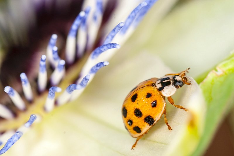 coccinella_su_passif.jpg