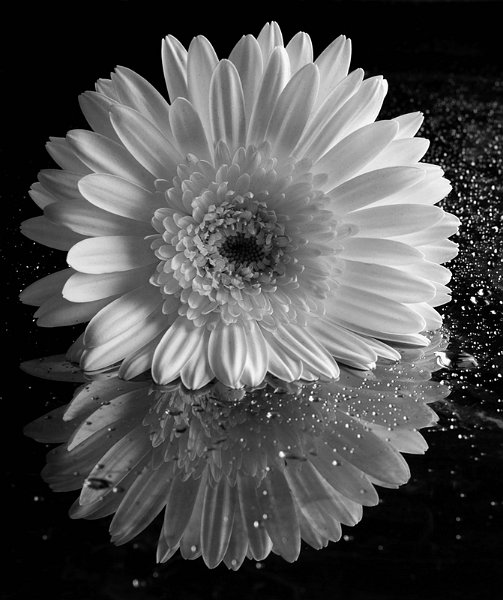 gerbera_bianca_bn.jpg