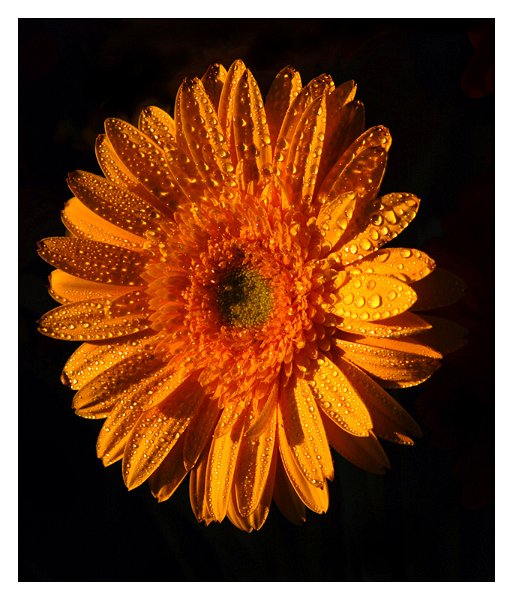 gerbera_gialla02.jpg