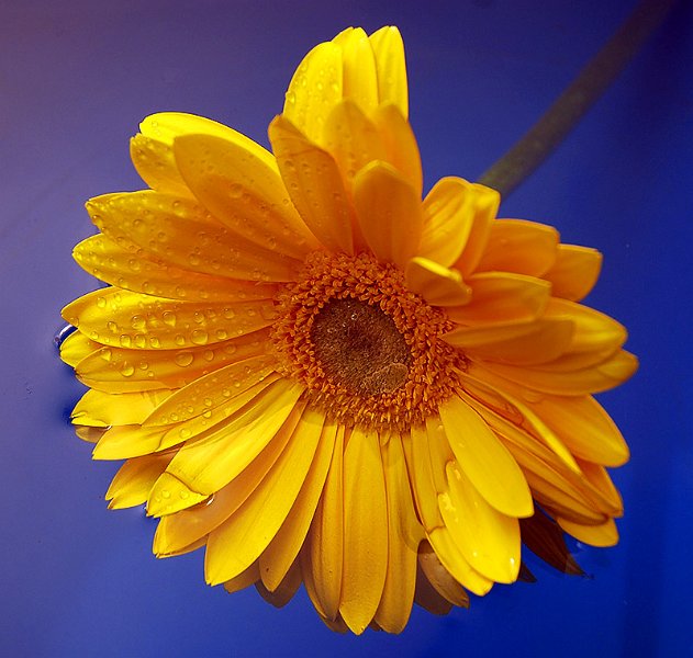 gerbera_gialla1.jpg