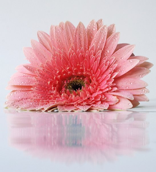 gerbera_rosa01.jpg
