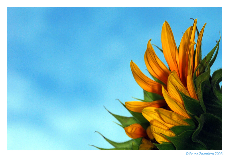 girasole06.jpg