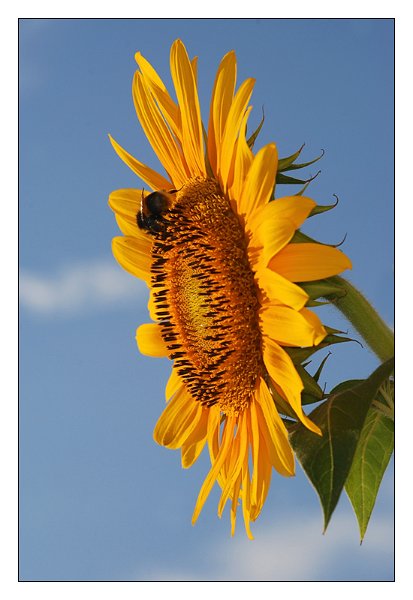 girasole07.jpg