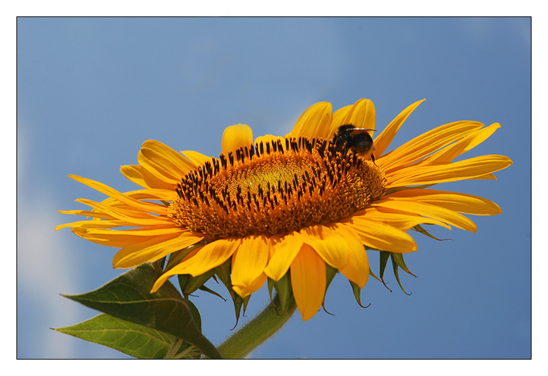 girasole07oriz.jpg