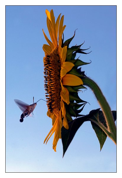girasole08.jpg
