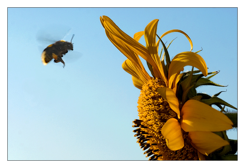 girasole_bombo.jpg