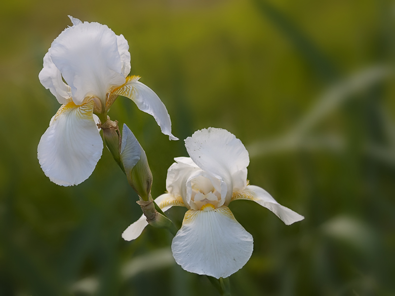 iris07.jpg