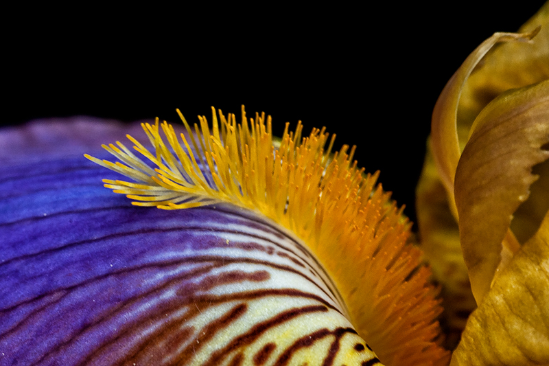 iris_pp01.jpg