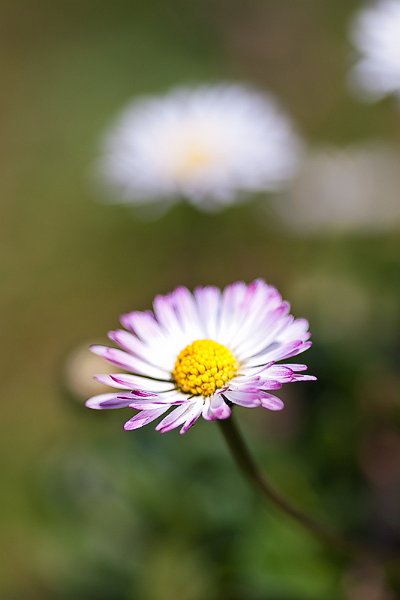 margherite02.jpg