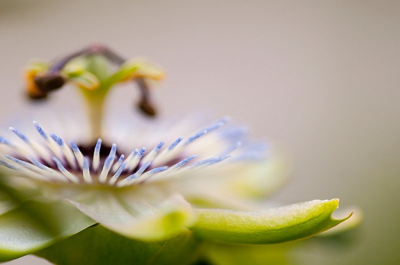 passiflora03.jpg