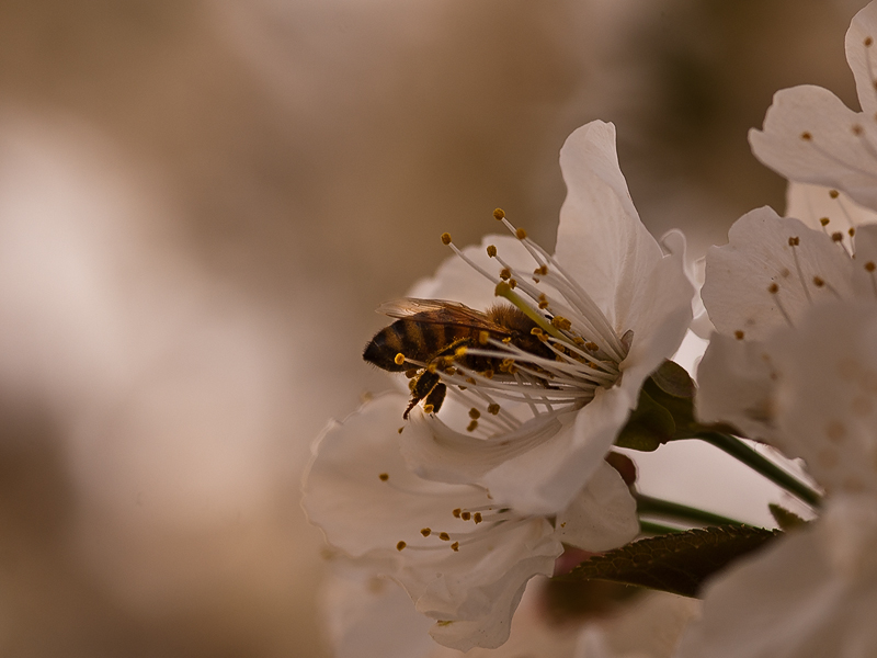 primavera02.jpg