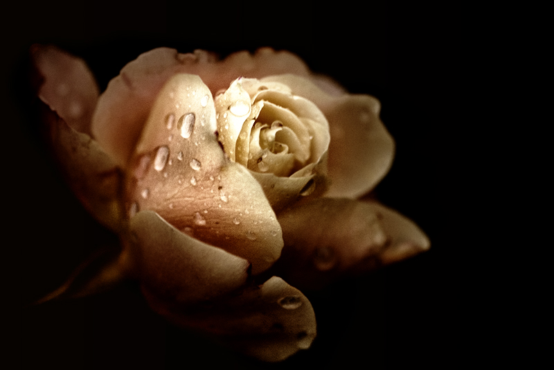 rosa_anticata.jpg