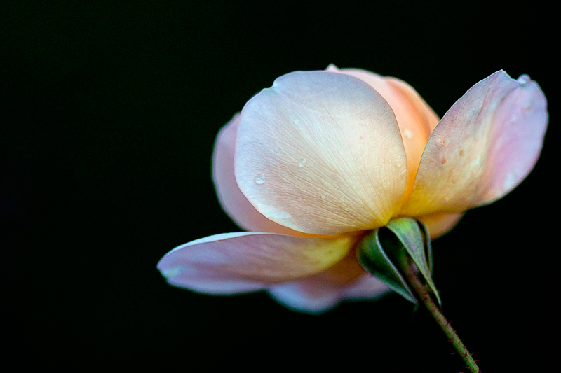 rosa_gir.jpg