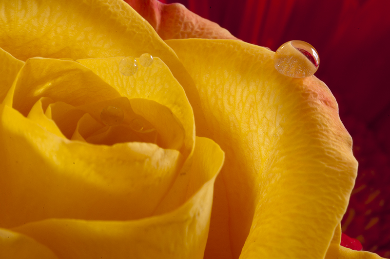 rosa_goccia.jpg
