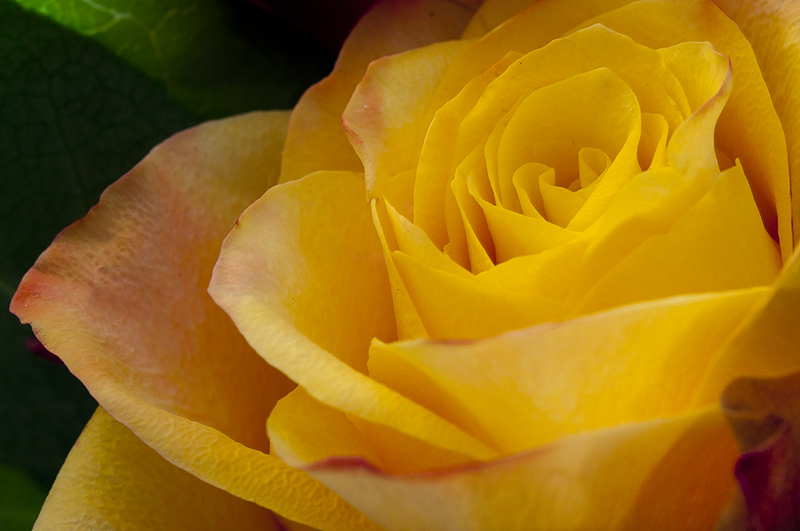 rosa_y01.jpg