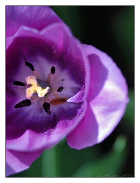 tulip_viola.jpg
