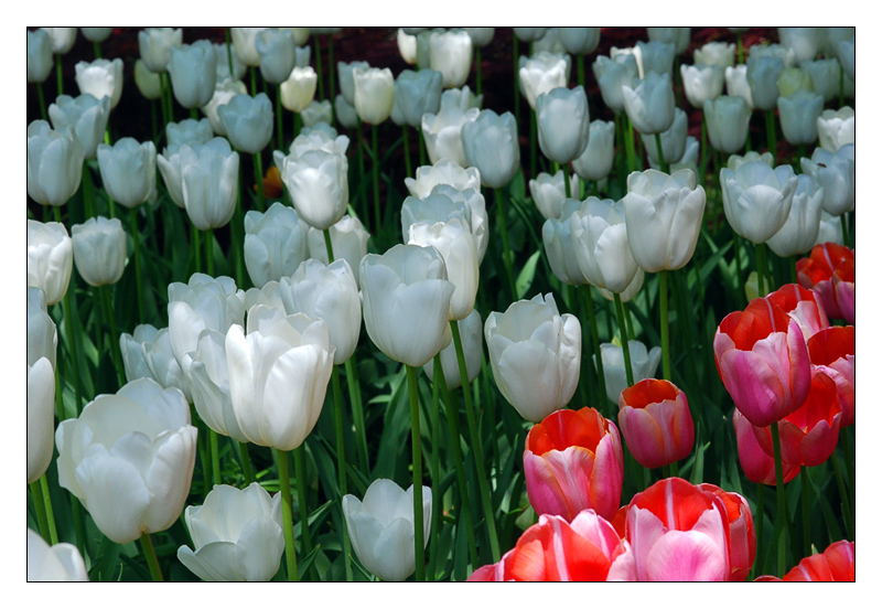tulipani01.jpg