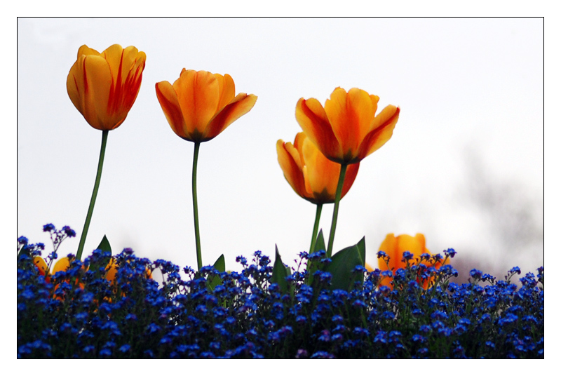 tulipani07.jpg