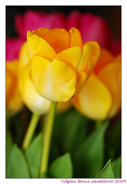 tulipani09.jpg