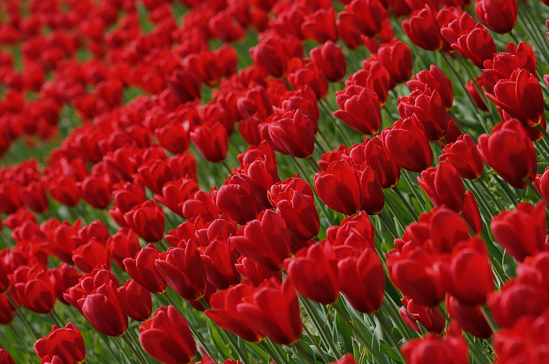 tulipani2010_04.jpg