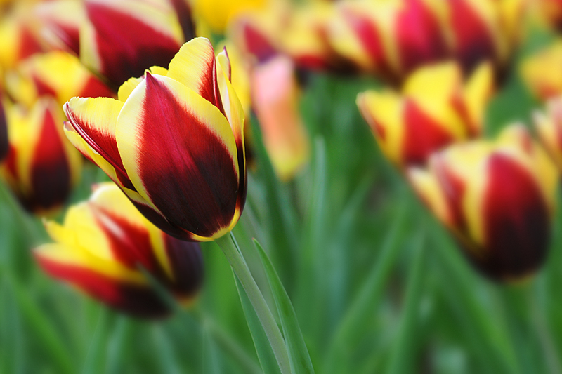 tulipani2010_07.jpg