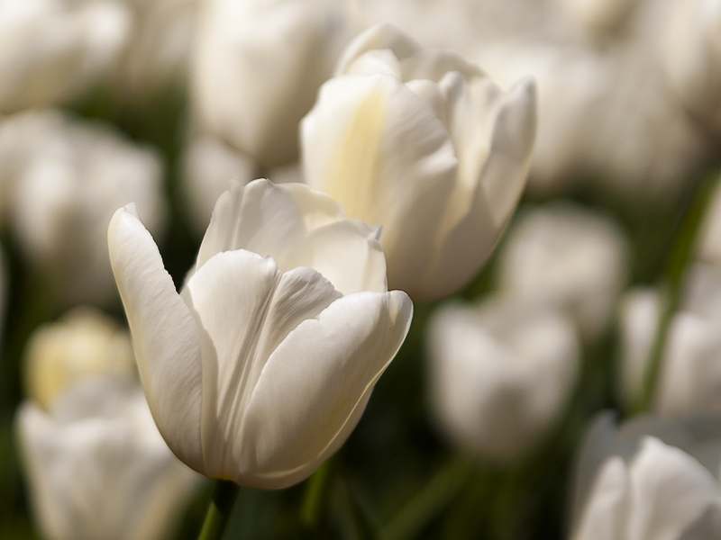 tulipani2010_10.jpg