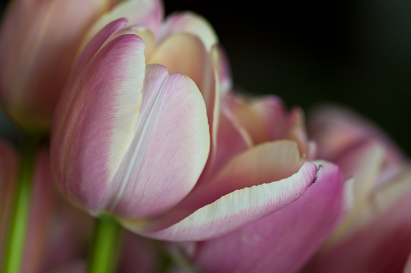 tulipani_casa01.jpg
