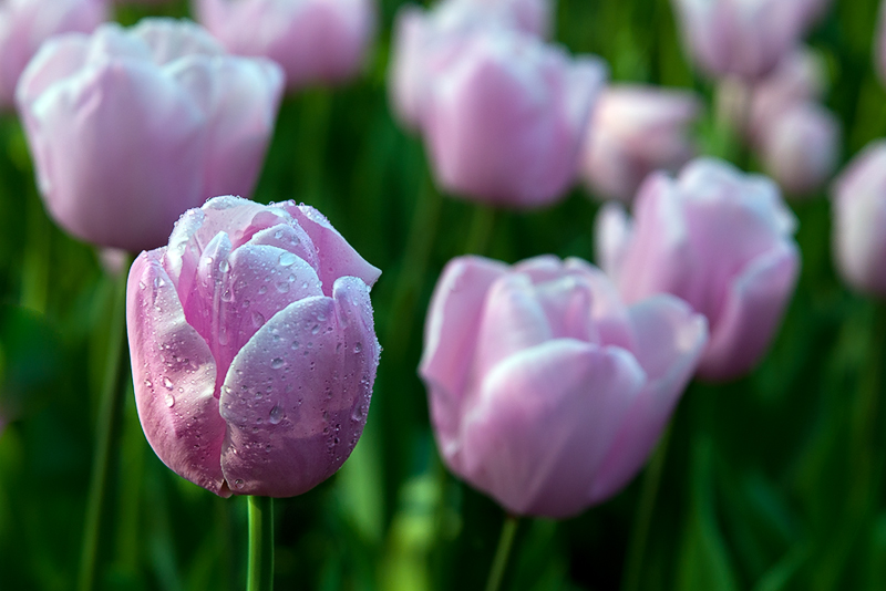 tulipani_rosa.jpg