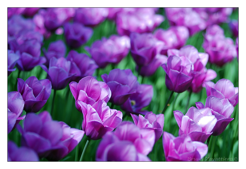 tulipani_viola.jpg