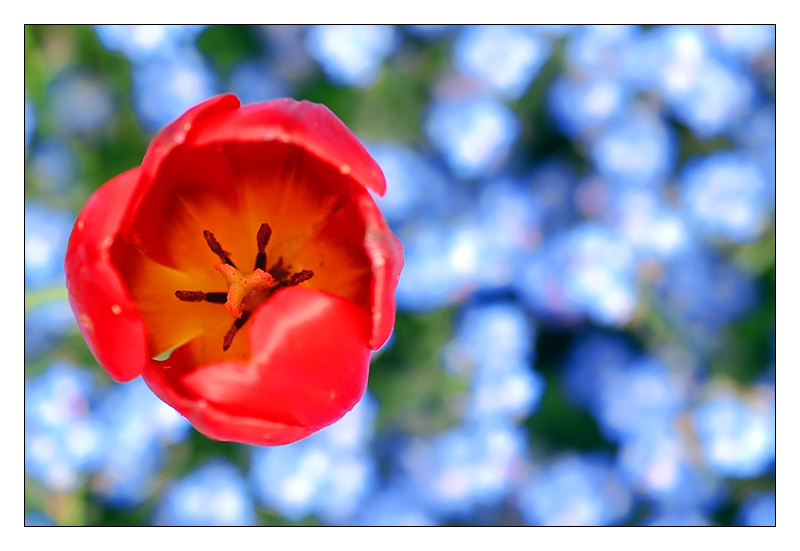 tulipano07.jpg